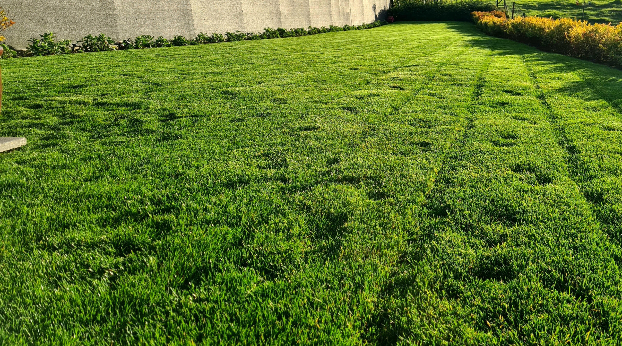 **Tonte de pelouse**